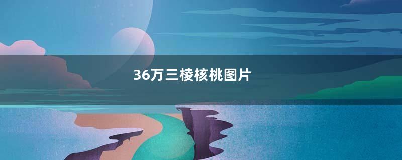 36万三棱核桃图片