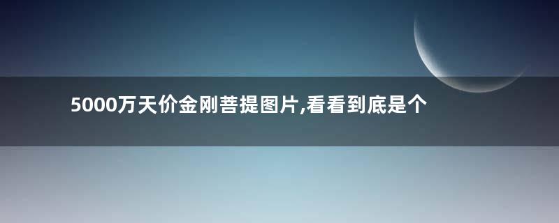 5000万天价金刚菩提图片,看看到底是个什么货吧