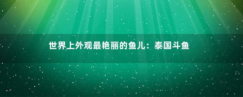 世界上外观最艳丽的鱼儿：泰国斗鱼