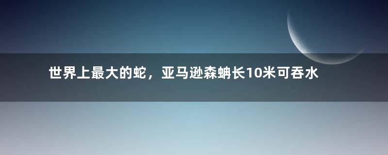 世界上最大的蛇，亚马逊森蚺长10米可吞水牛