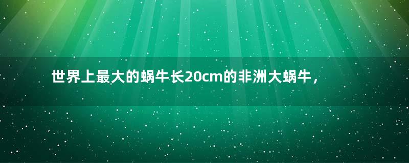 世界上最大的蜗牛长20cm的非洲大蜗牛，牙齿2.5万颗