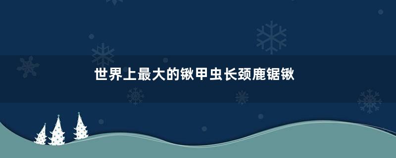 世界上最大的锹甲虫长颈鹿锯锹