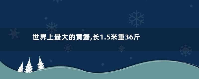 世界上最大的黄鳝,长1.5米重36斤