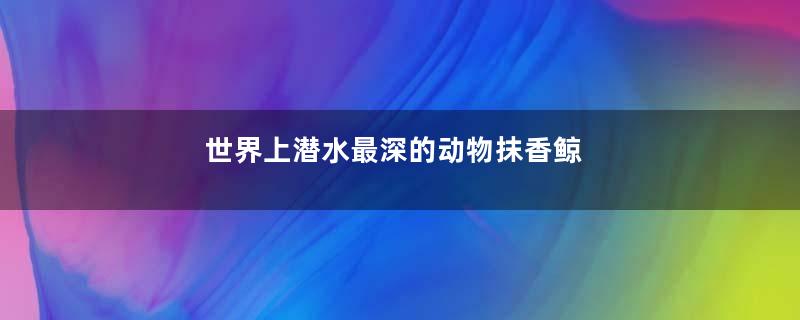 世界上潜水最深的动物抹香鲸