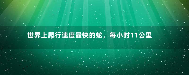 世界上爬行速度最快的蛇，每小时11公里