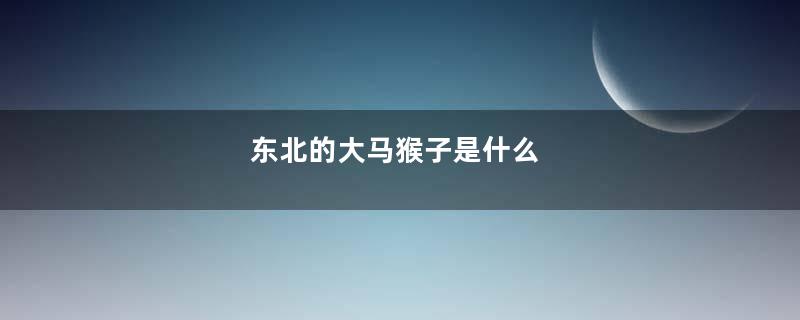 东北的大马猴子是什么