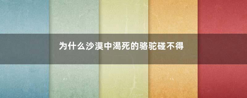 为什么沙漠中渴死的骆驼碰不得