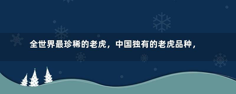 全世界最珍稀的老虎，中国独有的老虎品种，华南虎