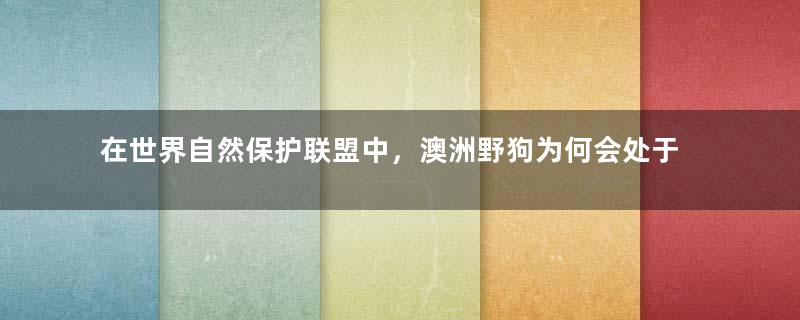 在世界自然保护联盟中，澳洲野狗为何会处于易危等级？