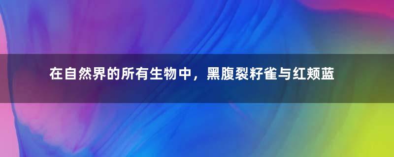 在自然界的所有生物中，黑腹裂籽雀与红颊蓝饰雀有何区别？