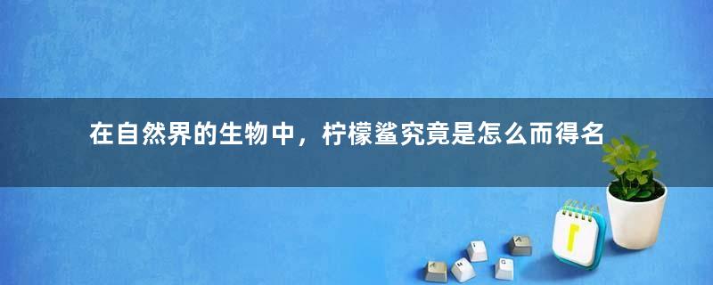 在自然界的生物中，柠檬鲨究竟是怎么而得名的？