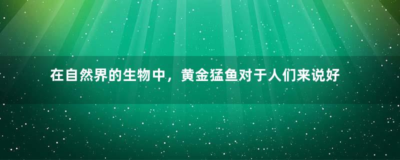 在自然界的生物中，黄金猛鱼对于人们来说好饲养吗？