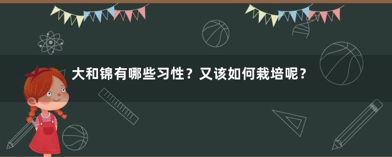 大和锦有哪些习性？又该如何栽培呢？