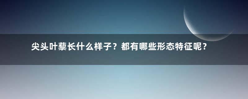 尖头叶藜长什么样子？都有哪些形态特征呢？