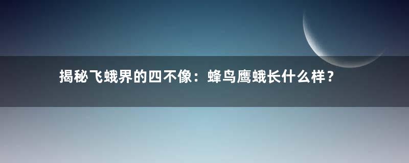 揭秘飞蛾界的四不像：蜂鸟鹰蛾长什么样？