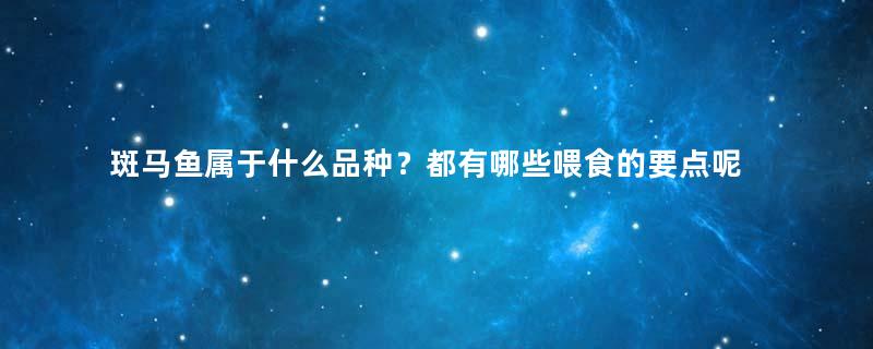 斑马鱼属于什么品种？都有哪些喂食的要点呢？