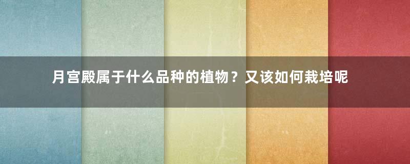 月宫殿属于什么品种的植物？又该如何栽培呢？