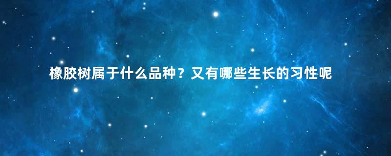 橡胶树属于什么品种？又有哪些生长的习性呢？