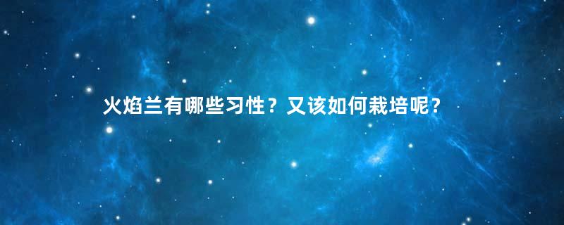 火焰兰有哪些习性？又该如何栽培呢？