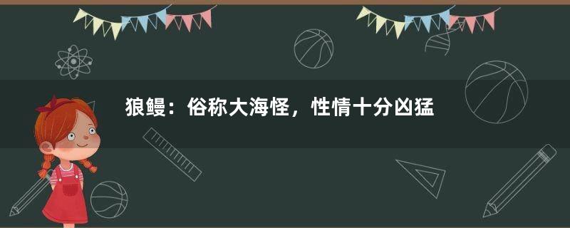 狼鳗：俗称大海怪，性情十分凶猛