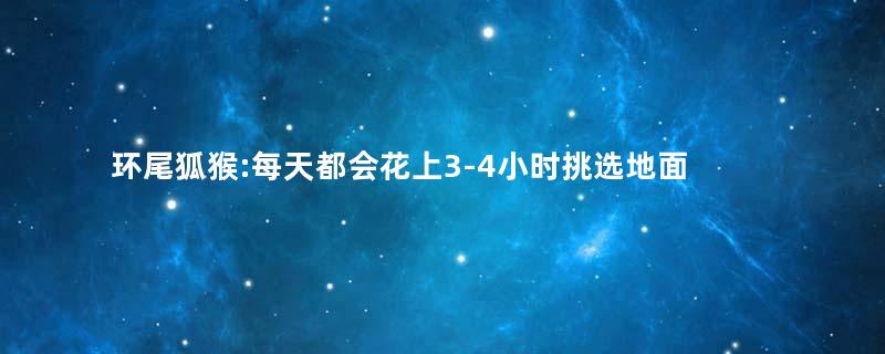 环尾狐猴:每天都会花上3-4小时挑选地面上的果实