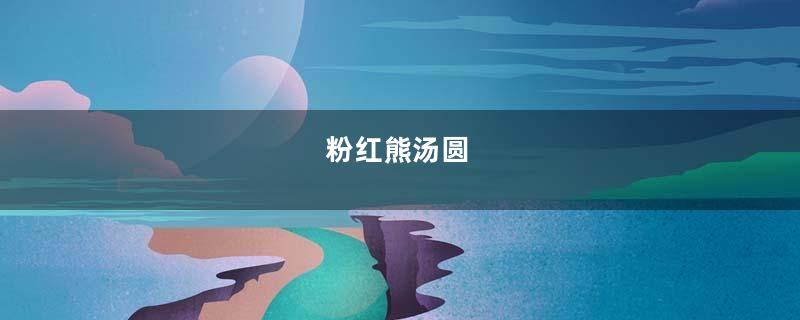 粉红熊汤圆