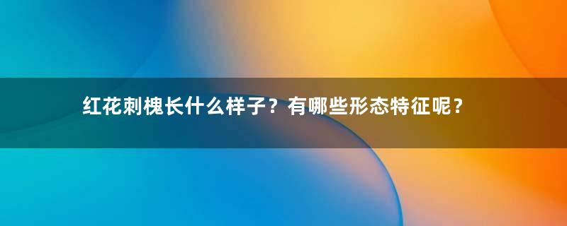 红花刺槐长什么样子？有哪些形态特征呢？