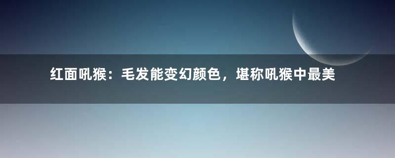 红面吼猴：毛发能变幻颜色，堪称吼猴中最美丽的物种