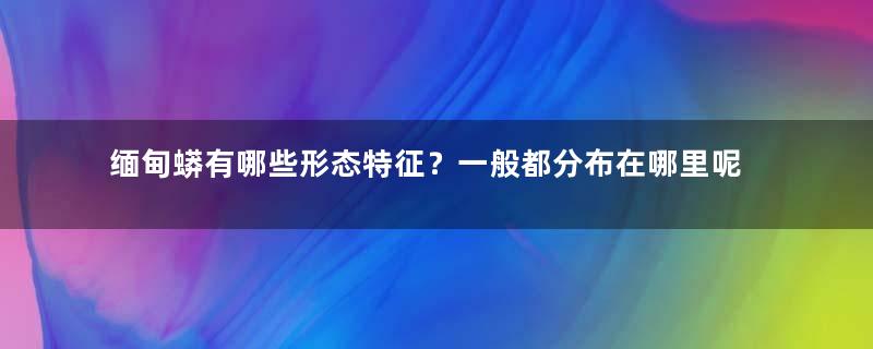 缅甸蟒有哪些形态特征？一般都分布在哪里呢？