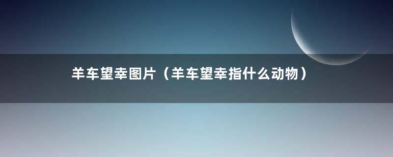 羊车望幸图片（羊车望幸指什么动物）