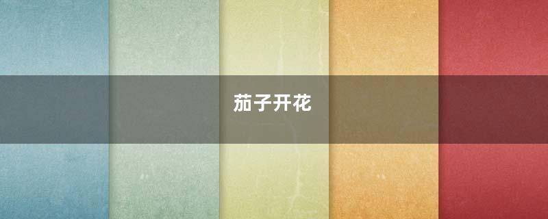 茄子开花