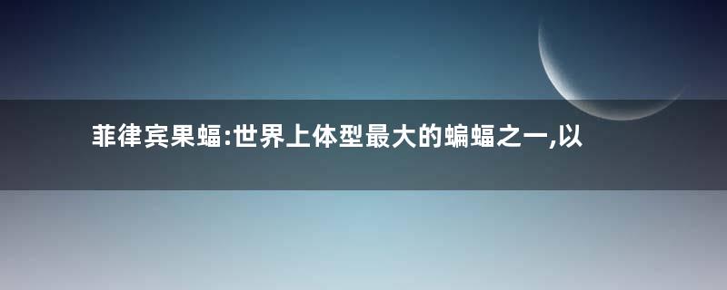 菲律宾果蝠:世界上体型最大的蝙蝠之一,以水果为食