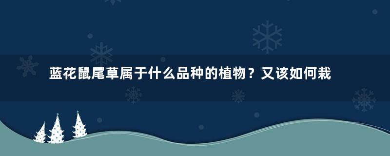 蓝花鼠尾草属于什么品种的植物？又该如何栽培呢？