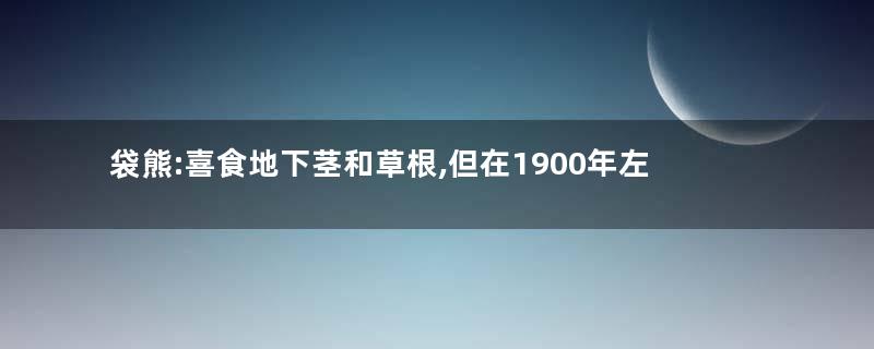 袋熊:喜食地下茎和草根,但在1900年左右已彻底灭绝