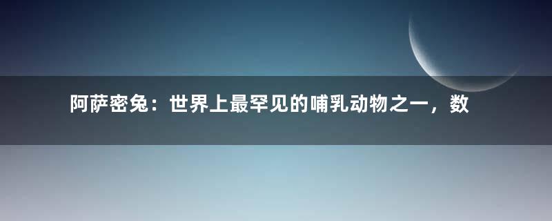 阿萨密兔：世界上最罕见的哺乳动物之一，数量非常稀少