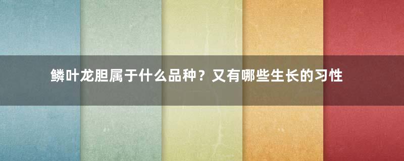 鳞叶龙胆属于什么品种？又有哪些生长的习性呢？